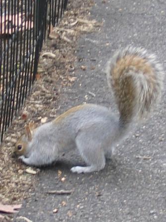 Squirrelity Humility