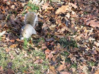 Squirrel Listens